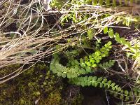 Asplenium viride