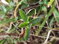 Helianthemum nummularium
