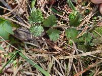 Pimpinella saxifraga