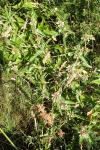 Phlomis herba-venti