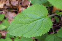 Scrophularia alpestris