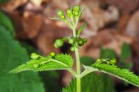 Scrophularia alpestris