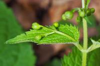 Scrophularia alpestris