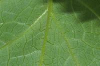 Scrophularia alpestris