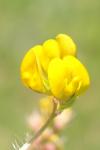 Medicago arabica