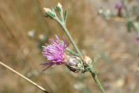 Centaurea paniculata