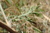 Centaurea paniculata