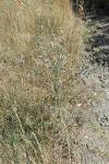Centaurea paniculata