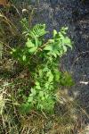 Sorbus aucuparia