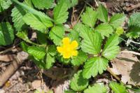 Potentilla indica