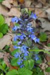 Ajuga reptans