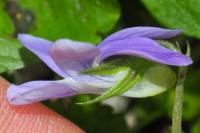 Viola riviniana