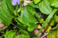 Viola riviniana