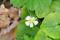 Potentilla sterilis