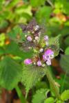Lamium maculatum