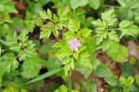 Geranium robertianum