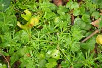 Galium aparine