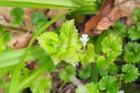 Glechoma hederacea