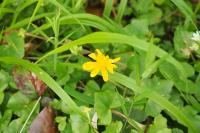 Ficaria verna