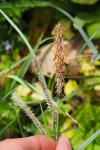 Carex flacca