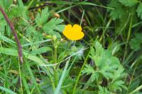 Ranunculus repens