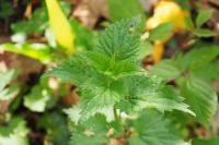 Urtica dioica