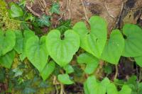 Dioscorea communis