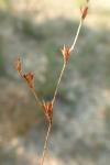 Juncus bufonius