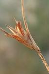 Juncus bufonius