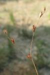 Juncus bufonius