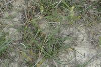 Plantago maritima subsp. serpentina