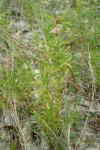 Mentha cervina