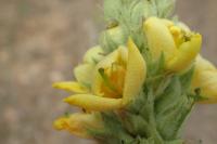 Verbascum thapsus