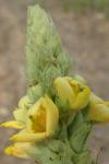 Verbascum thapsus