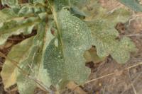 Verbascum thapsus