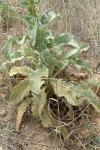 Verbascum thapsus