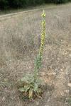 Verbascum thapsus