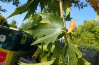 Platanus orientalis