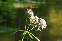 Eupatorium cannabinum