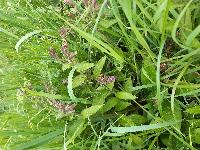 Pulmonaria longifolia