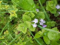 Glechoma hederacea