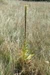 Verbascum densiflorum