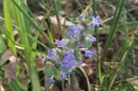 Ajuga reptans