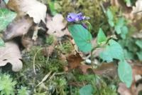 Viola reichenbachiana