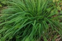 Brachypodium sylvaticum