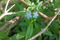Myosotis scorpioides