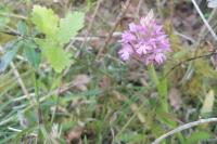Anacamptis pyramidalis
