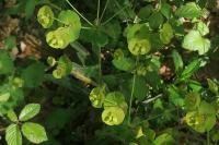 Euphorbia amygdaloides