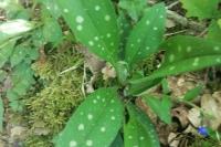 Pulmonaria longifolia