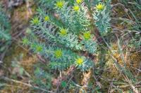 Euphorbia seguieriana